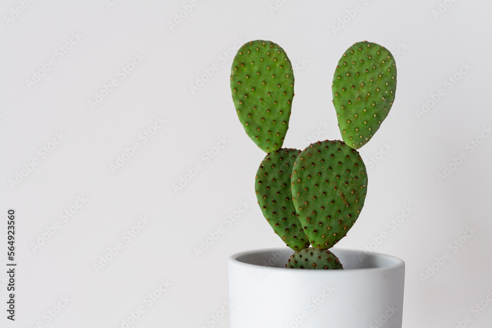 Bunny ear cactus. Prickly pear cactus or opuntia in white flower pot on white background with copy space. Growing succulents at home Bunny ear cactus. Prickly pear cactus or opuntia in white flower pot on white background with copy space. Growing succulents at home