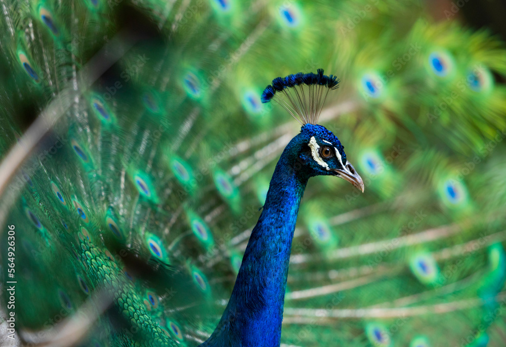 Peacock nature image Bird head in Costa Rica Peacock nature image Bird head in Costa Rica
