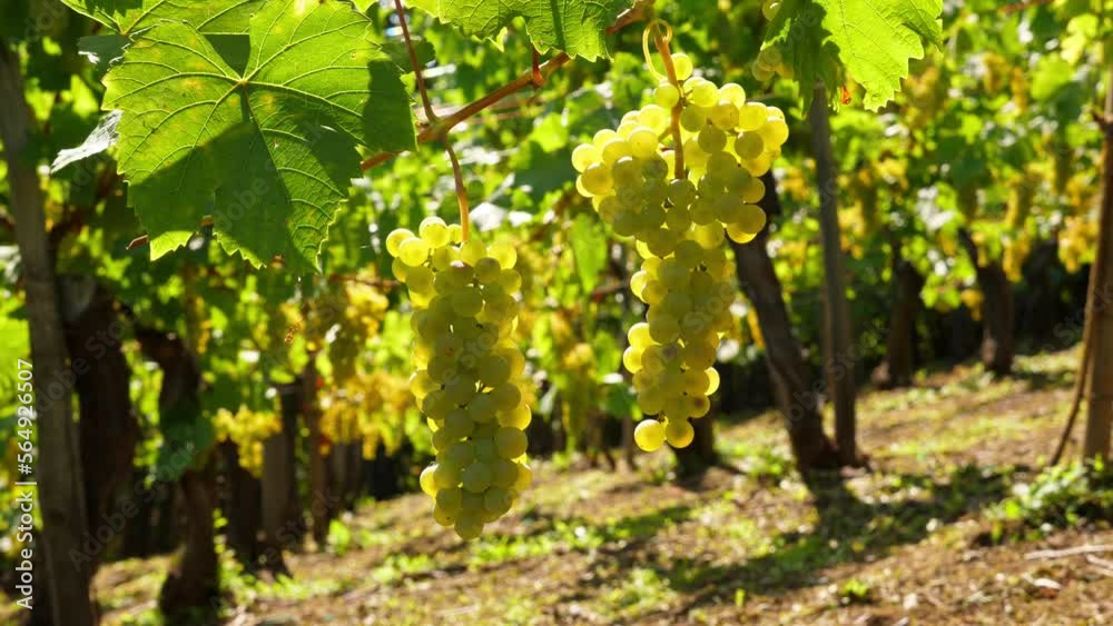 Grape clusters ripening on vineyard bushes, close-up view. Green-yellow berries, illuminated from behind by bright sunlight, summertime in Alsace. Beautiful details of the famous wine region Grape clusters ripening on vineyard bushes, close-up view. Green-yellow berries, illuminated from behind by bright sunlight, summertime in Alsace. Beautiful details of the famous wine region