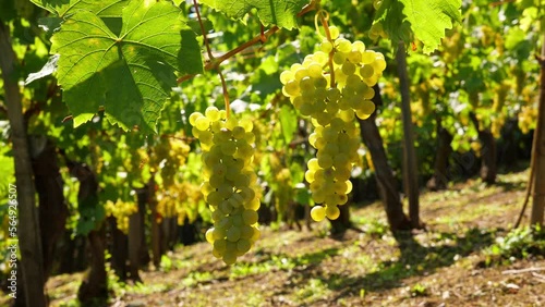 Wallpaper Mural Grape clusters ripening on vineyard bushes, close-up view. Green-yellow berries, illuminated from behind by bright sunlight, summertime in Alsace. Beautiful details of the famous wine region Torontodigital.ca