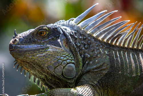 Iguana reptile  in the wild nature Costa Rica  photo