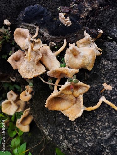 agriculture, asian, autumn, background, brown, closeup, cooking, cuisine, delicious, diet, eat, edible, fall, food, forest, fresh, freshness, fungal, fungi, fungus, gourmet, harvest, health, healthy, 