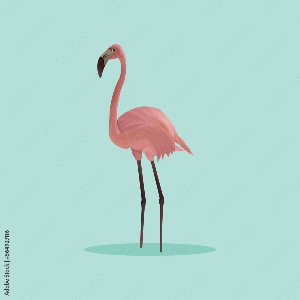 Fototapeta premium flamingo Bird Vector Art