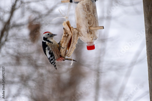 White-backed woodpecker dendrocopos leucotos eating fat lard on branch of bush on feeder. Cute rare forest bird in wildlife photo