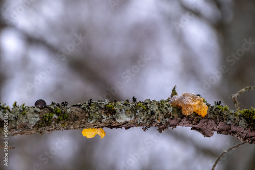 golden yellow tremor (Tremella mesenterica) on a dead oak branch in a forest