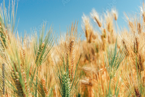 close-up of barley in a barley field.