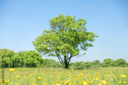 A tree and yellow flowers. photo