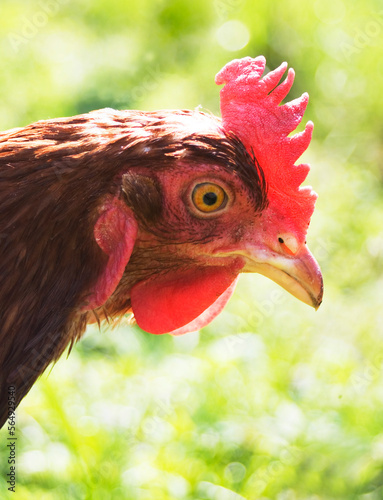 portrait of a hen with red comb photo