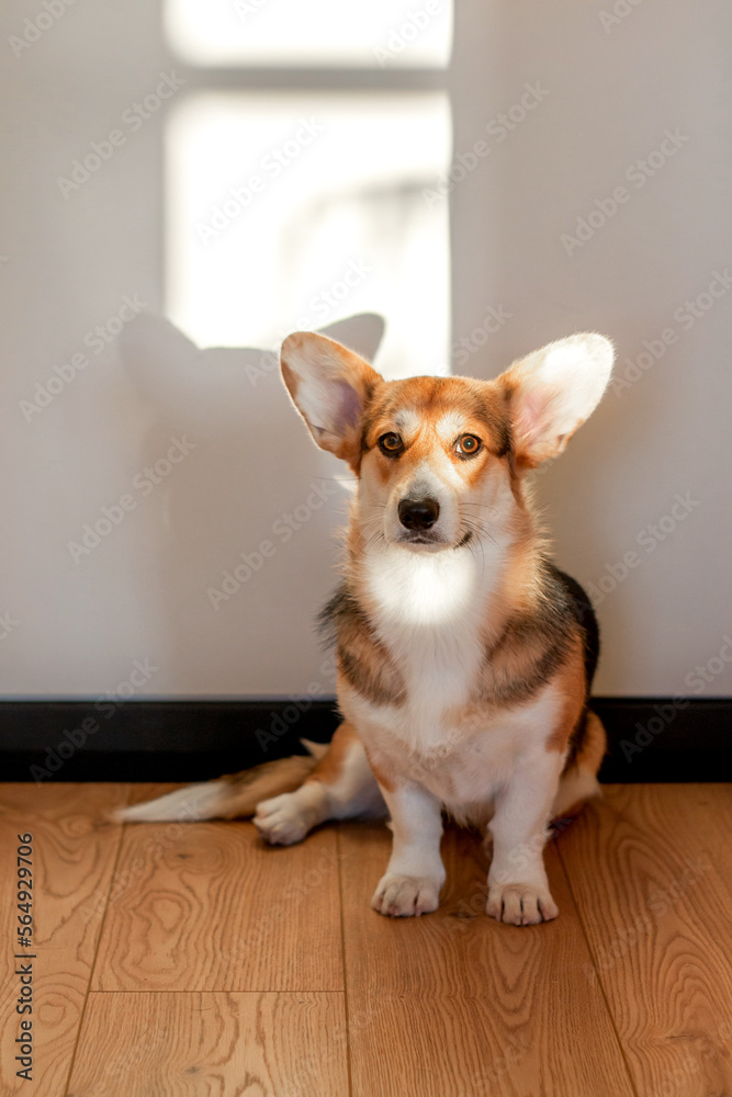 Corgi dog sitting at the door Corgi dog sitting at the door