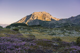 Mountain peak in morning light and wildflower meadow.