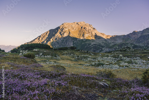 Mountain peak in morning light and wildflower meadow.