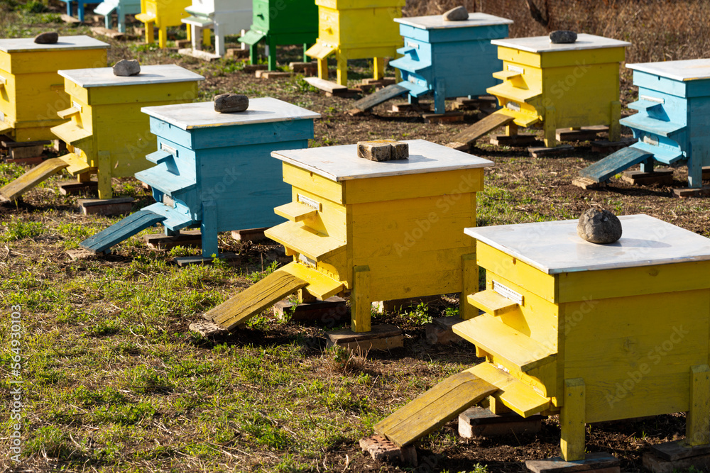 Blue and yellow hives on the meadow. Blue and yellow hives on the meadow.