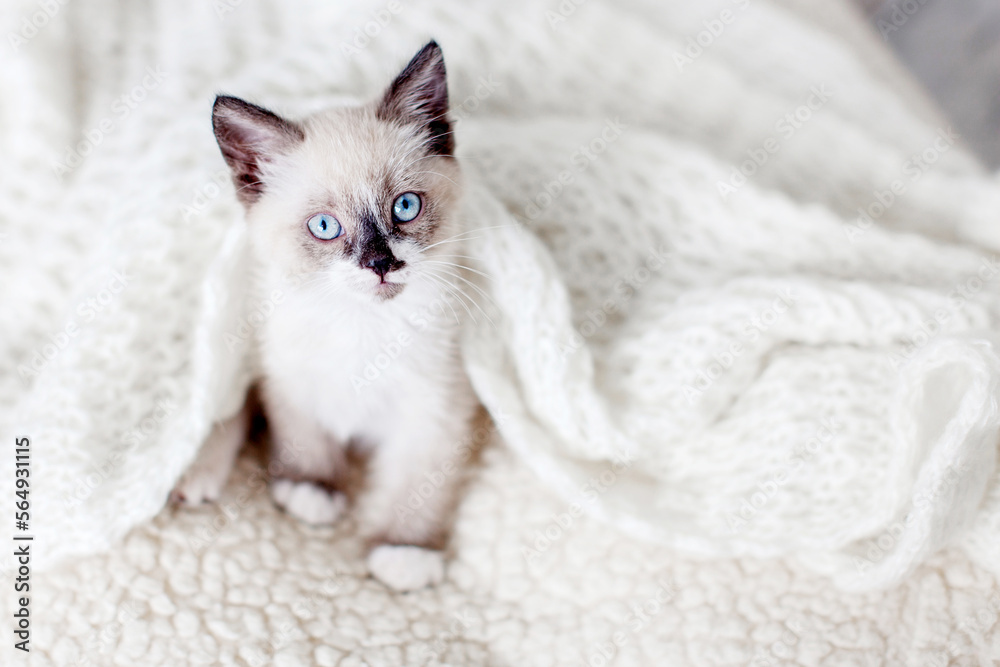 Kitten on gray knitted blanket