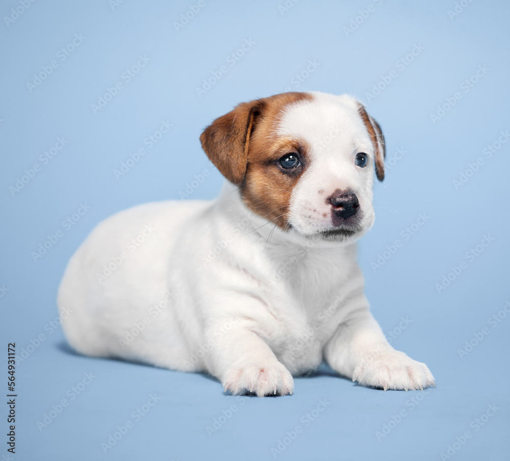 Small puppy dog