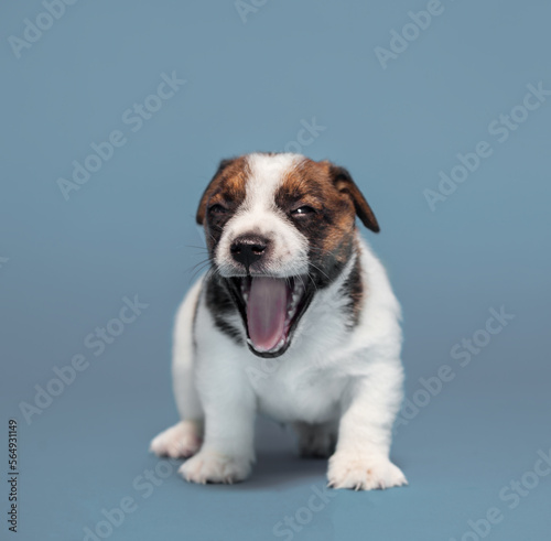 Small puppy dog © Tatyana Gladskih