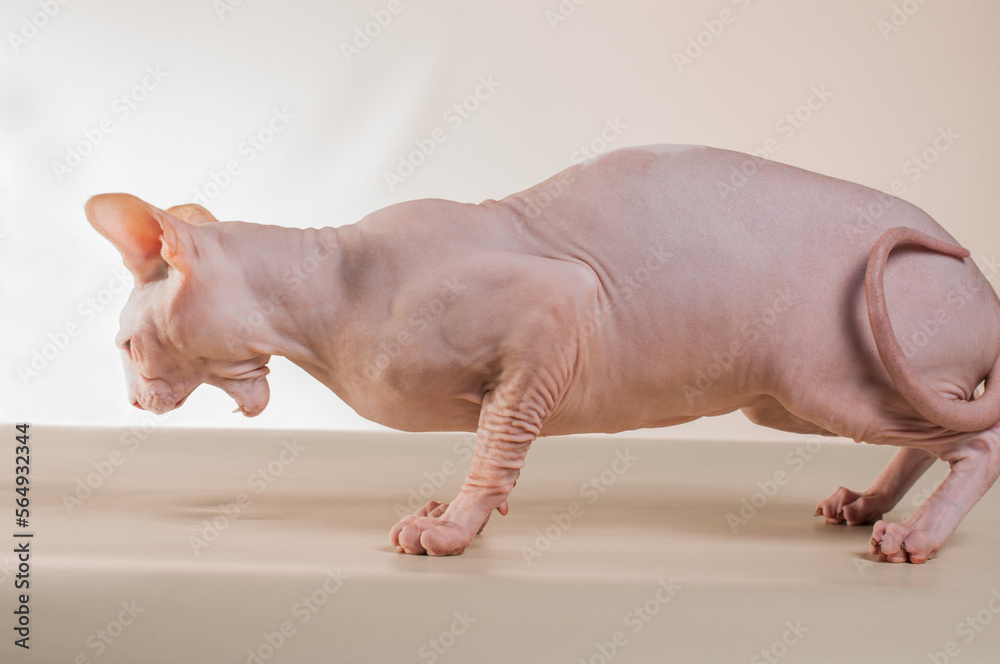 Canadian Sphinx Canadian Sphinx