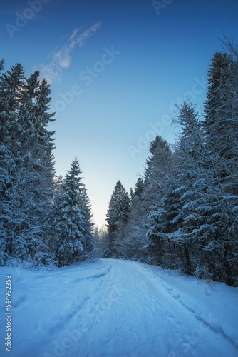 Snowy fir trees by the snowy white forest on cloudy day after snowfall. Road through the winter forest. © es0lex