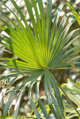 Palm trees  green leaves  natural landscape.