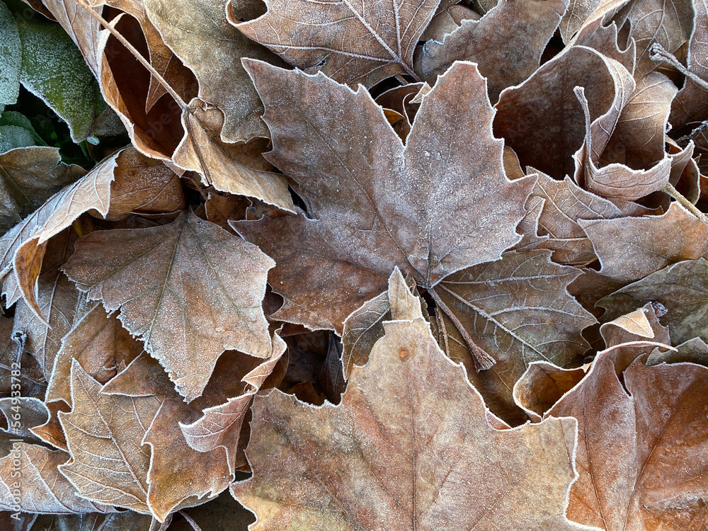 frozen leaves