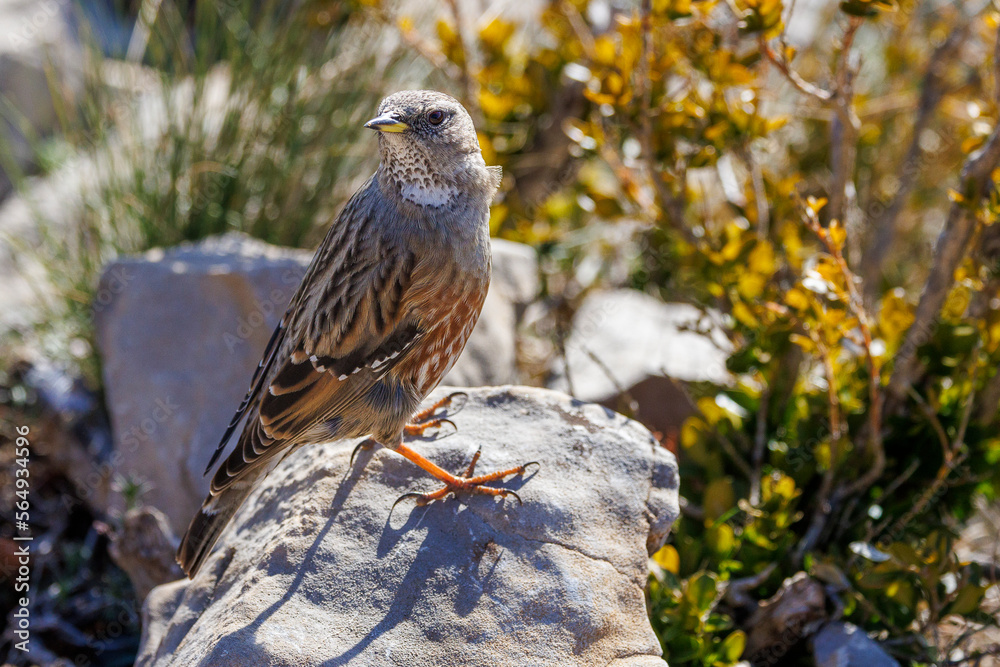 Fototapeta premium Alpine Accentor (Punella collaris) on rocks in the Southern Alps of France