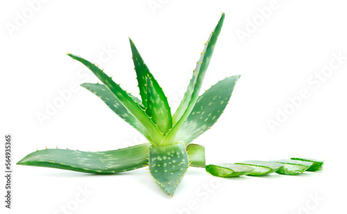 Green leaves of aloe plant close up.