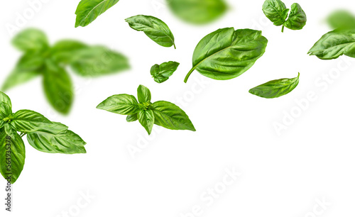 Fototapeta Naklejka Na Ścianę i Meble -  Fresh green organic basil leaves flying isolated on white background. With clipping path. Food levitation concept pattern. Ingredient, spice for cooking. Creative layout with basil