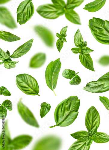 Fresh green organic basil leaves flying isolated on white background. With clipping path. Food levitation concept pattern. Ingredient, spice for cooking. Creative layout with basil