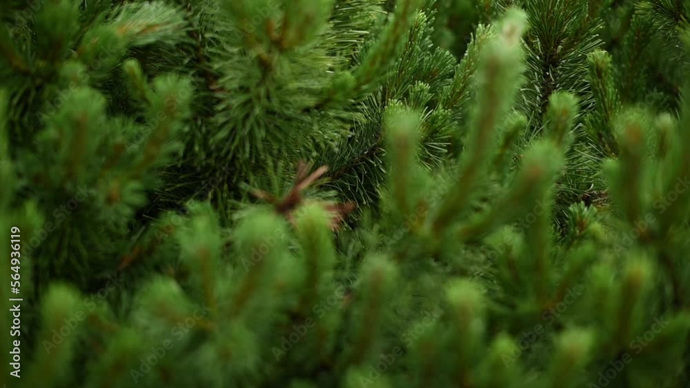 Sharpening on pine branches - Slow motion shots of plant and botanical backgrounds with shallow depth of field Sharpening on pine branches - Slow motion shots of plant and botanical backgrounds with shallow depth of field