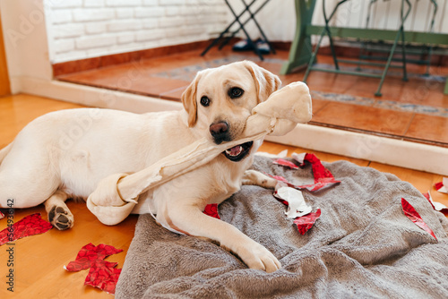 Labrador dog eating a bone and making a mess photo