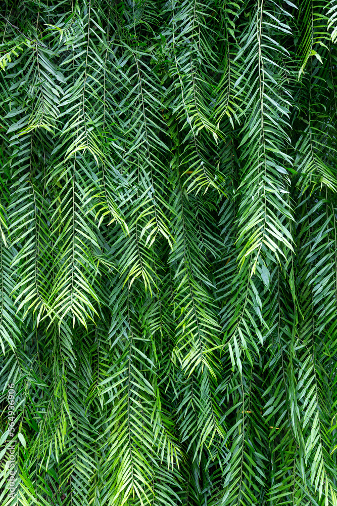 Close up of green fern leaves in tropical forest. Nature background