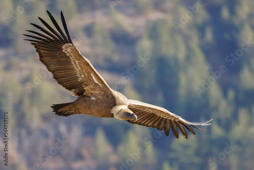 Griffon vulture in flight at Rémuzat en Provence, France © serge