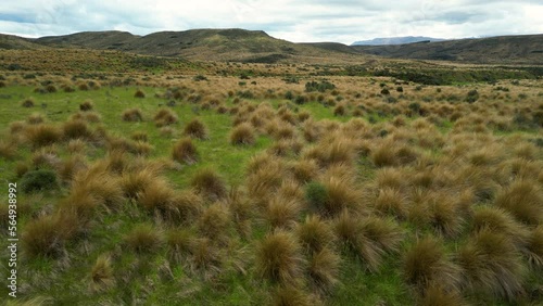 New Zealands landscape with Red tussock grass, protected area in southland near mossburn photo