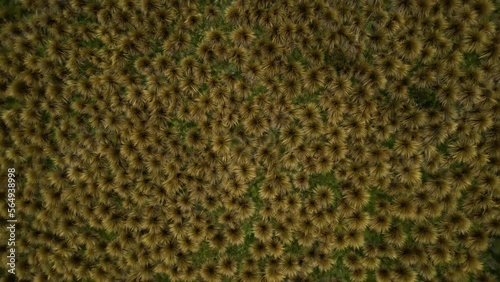 Red tussock protected area in southland near Mossburn. Spinning top drone shot of plants.  aerial shot of natures beauty in New Zealand photo