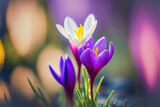 spring background with flowers,spring flowers in the garden