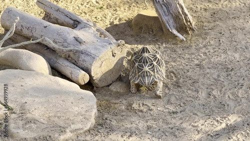 Old tortoise hiding behind a log in the sand photo