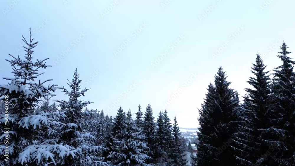 man on snowmobile tight cap shot of tall christmas trees in winter and snow and ice - tight cap drone shot man on snowmobile tight cap shot of tall christmas trees in winter and snow and ice - tight cap drone shot