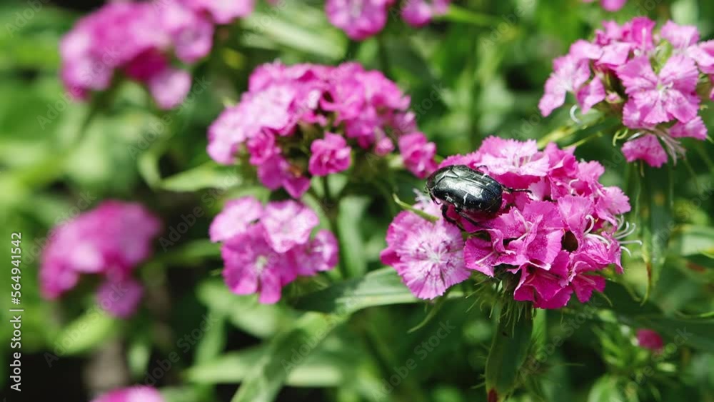 A large beetle climbs the pink flowers of a Turkish carnation. Summer sunny day, botany. Macro. Copy space for text A large beetle climbs the pink flowers of a Turkish carnation. Summer sunny day, botany. Macro. Copy space for text