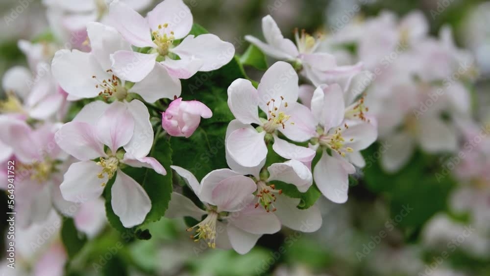 Flowering of a beautiful apple tree in spring. Apple harvest.