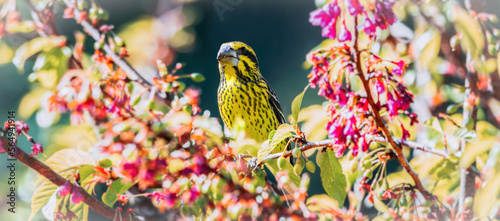 A bright and colorful female Spot-winged Grosbeak (Mycerobas melanozanthos) perched on a tree at Ang Khang, Chiang Mai, Thailand. Femal bird in nature north thailand.. photo