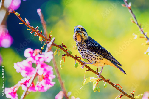 A bright and colorful female Spot-winged Grosbeak (Mycerobas melanozanthos) perched on a tree at Ang Khang, Chiang Mai, Thailand. Femal bird in nature north thailand.. photo