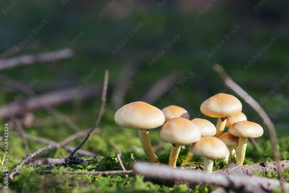 clearing of mushrooms grow near a tree close-up, spring forest landscape with mushrooms there is a place for an inscription clearing of mushrooms grow near a tree close-up, spring forest landscape with mushrooms there is a place for an inscription