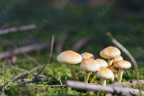 clearing of mushrooms grow near a tree close-up, spring forest landscape with mushrooms there is a place for an inscription