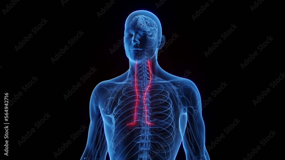 3D rendered medical animation of a man's phrenic nerves 3D rendered medical animation of a man's phrenic nerves