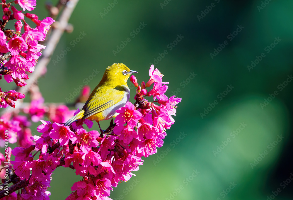 Warbling white-eye, Japanease white-eye bird perching on cherry blossom trees in spring in Japan. aka Mejiro in a cherry blossom tree (sakura).bird in winter... Warbling white-eye, Japanease white-eye bird perching on cherry blossom trees in spring in Japan. aka Mejiro in a cherry blossom tree (sakura).bird in winter...