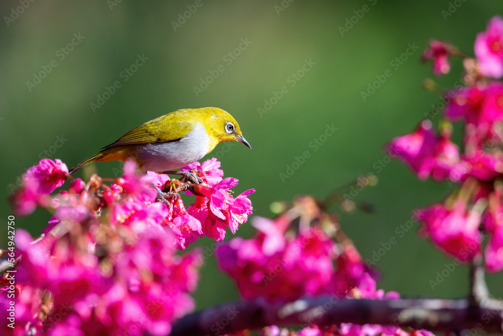 Warbling white-eye, Japanease white-eye bird perching on cherry blossom trees in spring in Japan. aka Mejiro in a cherry blossom tree (sakura).bird in winter... Warbling white-eye, Japanease white-eye bird perching on cherry blossom trees in spring in Japan. aka Mejiro in a cherry blossom tree (sakura).bird in winter...