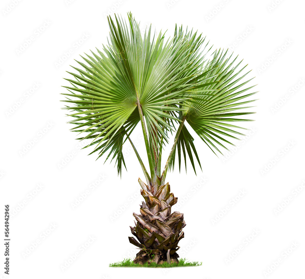 isolated big palm tree on White Background.Large palm trees database Botanical garden organization elements of Asian nature in Thailand, isolated big palm tree on White Background.Large palm trees database Botanical garden organization elements of Asian nature in Thailand,