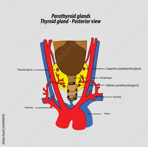 Thyroid posterior view  Parathyroid glands vector vector labeled diagram