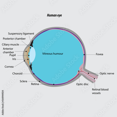 Parts of the human eye. eye anatomy. Human eye cross section vectordrawing. 