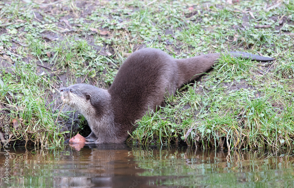 Fototapeta premium Otter eating in the water