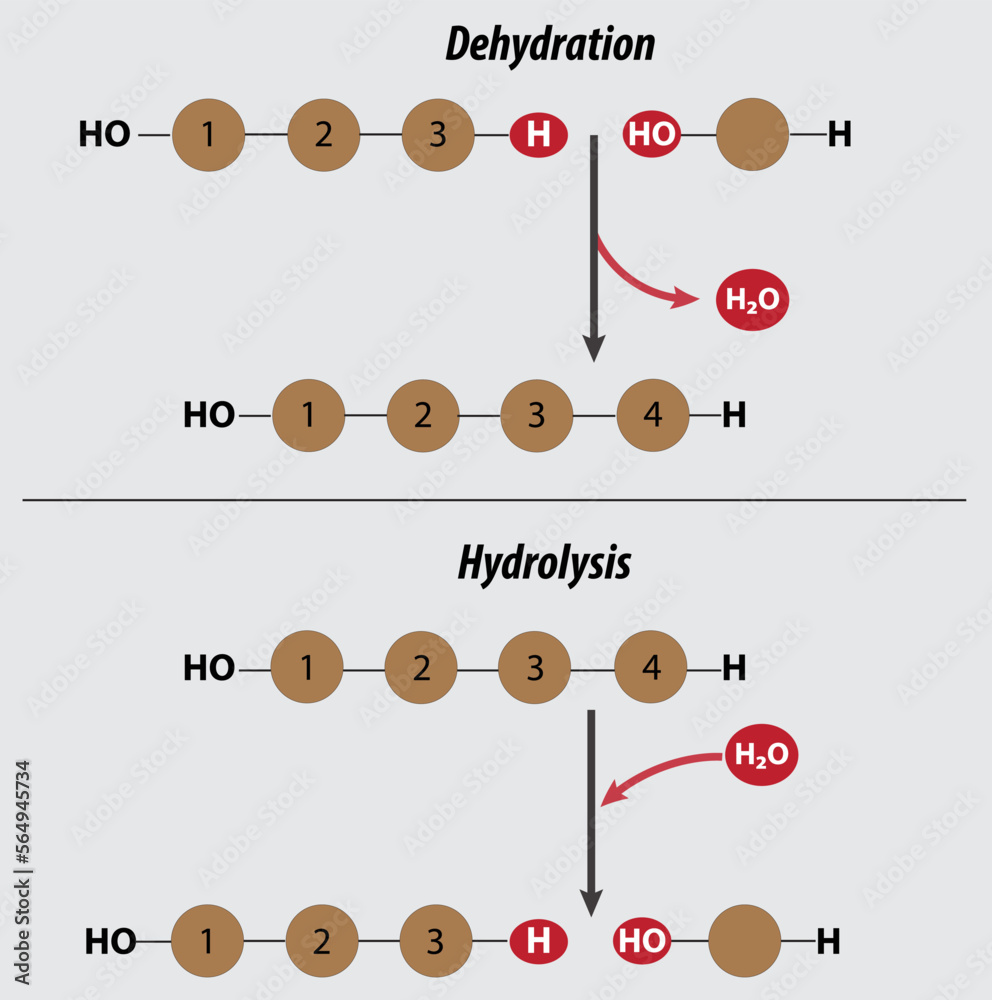 Stockvector Dehydration and hydrolysis reactions mnemonic vector